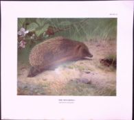 The Hedgehog Rare 121 Years-Old Limited-Edition J.G. Millais Antique Print.