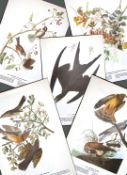 Job-Lot John James Audubon Birds of America 72-Year-Old Coloured Book Plates-9