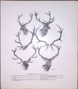 Scottish Red Deer Heads & Antlers Rare Limited-Edition JG Millais Antique Print.