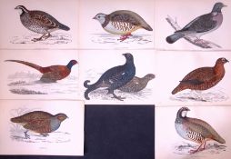 Job-Lot Rev Morris Partridge, Pigeon, Pheasant, 1888 Antique Lithographs-30.