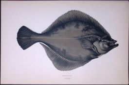 Flounder Fish Scarce Antique 1877 J. Couch Woodblock Engraving-178