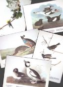 Job-Lot John James Audubon Birds of America 72-Year-Old Coloured Book Plates-13