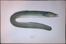 Dublin Eel Fish Scarce Antique 1877 J. Couch Woodblock Engraving-145