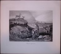 The Deer Pride Rare 121 Years-Old Limited-Edition Antique JG Millais Print.