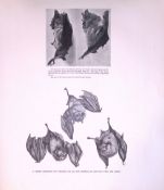 Lesser Horseshoe Bat Dressing His Fur Rare Limited-Edition J.G. Millais Antique Print.