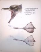 Wilson's Birds of the Antarctic Vintage Petrel Seabird Illustrations 6.