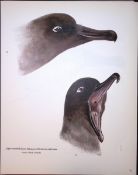 Wilson's Birds of the Antarctic Vintage The Albatross Family Illustrations 4.