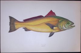 Sclena Fish Scarce Antique 1877 J. Couch Woodblock Engraving-161