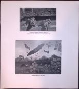 Serotine Bats On The Wing Rare Limited-Edition J.G. Millais Antique Print.