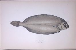 Long Flounder Fish Scarce Antique 1877 J. Couch Woodblock Engraving-177