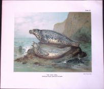 The Grey Seal Male & Female Rare Limited-Edition Coloured Antique Print