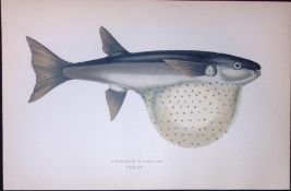 Pennant’s Globfish Scarce Antique 1877 J. Couch Woodblock Engraving-155