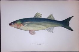 Long Finned Grey Mullet Scarce Antique 1877 J. Couch Woodblock Engraving-160