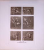 Selection Harvest Mice Rare Limited-Edition J.G. Millais Antique Print.