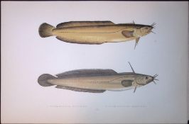 5 & 4 Bearded Rockling Fish Scarce Antique 1877 J. Couch Woodblock Engraving-197