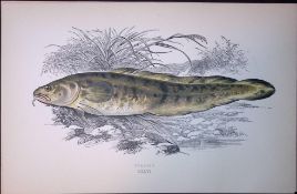 Burbolt Fish Scarce Antique 1877 J. Couch Woodblock Engraving-196