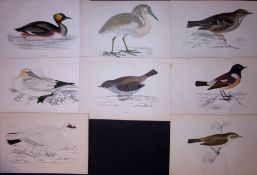 Job-Lot Rev Morris Grebe, Heron, Chaff, Gannet, 1888 Antique Lithographs-27.