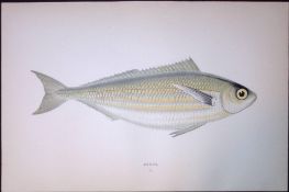 Bogue Sea Bream Fish Scarce Antique 1877 J. Couch Woodblock Engraving-192