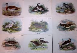Job-Lot Rev Morris Curlew, Bustards, Crane, 1888 Antique Lithographs-36.