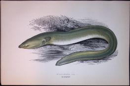 Sharp-Nosed Eel Fish Scarce Antique 1877 J. Couch Woodblock Engraving-144