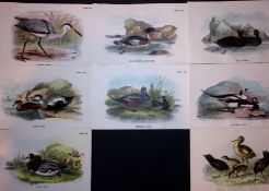 Job-Lot Rev Morris Ducks, Baby Chicks, Heron, Scoter, 1888 Antique Lithographs-38.