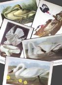 Job-Lot John James Audubon Birds of America 72-Year-Old Coloured Book Plates-25