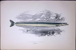 Short-Snouted Launce Fish Scarce Antique 1877 J. Couch Woodblock Engraving-201