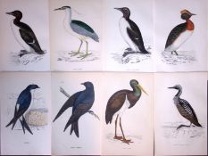 Job-Lot Rev Morris Guillemot, Heron, Grebe, Martin, 1888 Antique Lithographs-28.