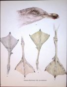 Wilson's Birds of the Antarctic Vintage Gull Seabird Coloured Illustration-1