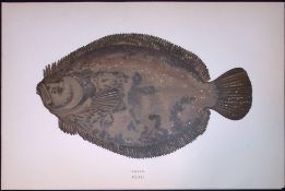 Brill Fish Scarce Antique 1877 J. Couch Woodblock Engraving-165