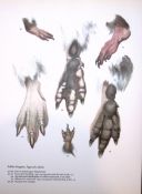 Wilson's Birds of the Antarctic Vintage Adelie Penguins Illustrations 2.