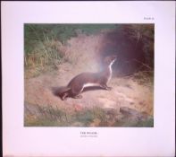 The Weasel Rare 121 Years-Old Limited-Edition Coloured Antique Print
