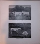 Woodbastick & Somerford Bull & Cow JG Millais Limited-Edition Antique Print