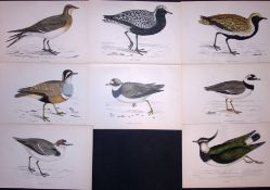 Job-Lot Rev Morris Dotterel, Peewit, Plover, 1888 Antique Lithographs -24.