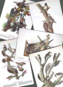 Job-Lot John James Audubon Birds of America 72-Year-Old Coloured Book Plates-2