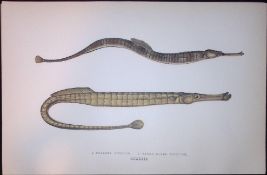 Greater & Broad Pipe Fish Scarce Antique 1877 J. Couch Woodblock Engraving-149