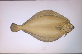 Pole Fish Species Scarce Antique 1877 J. Couch Woodblock Engraving-176