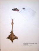 Wilson's Birds of the Antarctic Vintage Red Billed Gull Seabird Illustration 2.