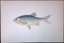 Azurine Fish Scarce Antique 1877 J. Couch Woodblock Engraving-133
