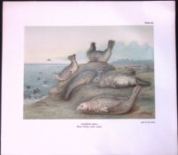 Common Seal Adults Rare 121 Years-Old Limited-Edition Coloured Antique Print
