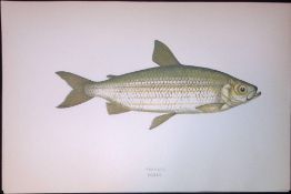 Vendace Fish Scarce Antique 1877 J. Couch Woodblock Engraving-139