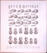 Skulls & Teeth of The Bat Family Rare 120 Years-Old Limited-Edition Antique Print.