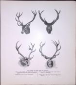 Wild English Red Deer Heads & Antlers Rare Limited-Edition JG Millais Antique Print
