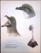 Wilson's Birds of the Antarctic Vintage Petrel Seabird Illustration-2