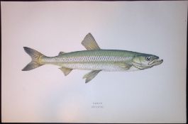 Smelt Fish Scarce Antique 1877 J. Couch Woodblock Engraving-140