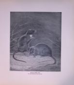 Melanic Brown Rats Limited-Edition J.G. Millais Antique Print.