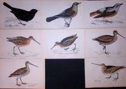 Job-Lot Rev Morris Blackbird, Snipe, Thrush, 1888 Antique Lithographs-20.