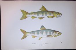 Park & Samlet Fish Scarce Antique 1877 J. Couch Woodblock Engraving-138