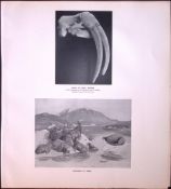 Skull of a Male Walrus Rare 121 Years-old Limited-Edition J.G. Millais Antique Print.
