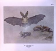 The Long-Eared Bat Rare 121 Years-Old Limited-Edition Coloured Antique Print